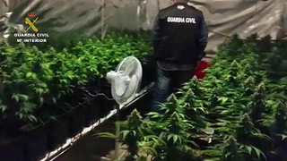 Destapan una plantación de marihuana en un taller de Madrid
