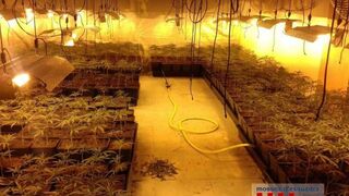 Detenidos dos hombres en Girona por cultivar mil plantas de marihuana en un taller ilegal