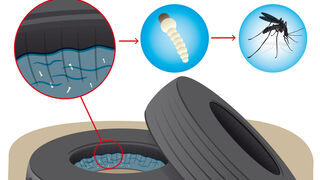 El reciclado de neumáticos ayuda a controlar la proliferación de mosquitos