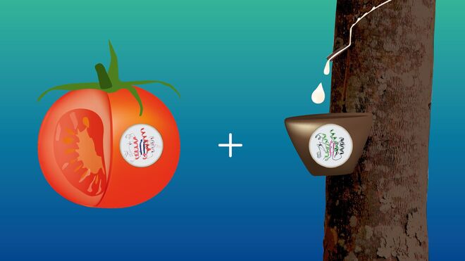 Sumitomo trabaja ya con enzimas de tomate para desarrollar caucho natural