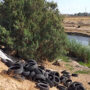 Denuncian un vertido de neumáticos usados en la ribera del río Guadaíra (Sevilla)