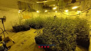 Desmantelado un taller en Girona con un cultivo de 700 plantas de marihuana