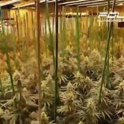 Desmantelan una macroplantación de marihuana en un taller de Usera-Villaverde (Madrid)